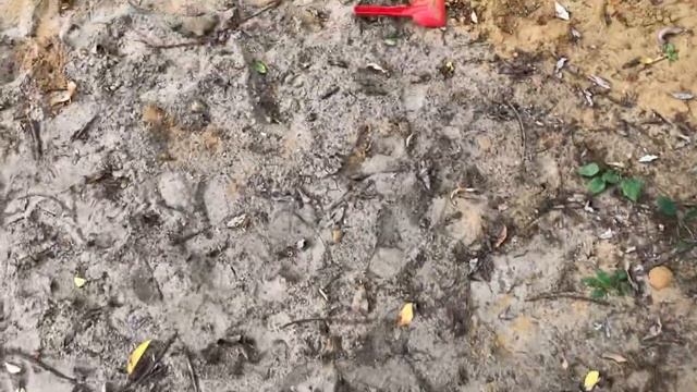 Игра собак!