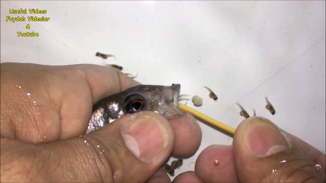 2 Mother Aulonocara cichlid fishes, gave birth to 88 baby fish ???? смотреть онлайн
