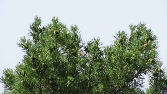 Zoom-test Canon SX50 HS (ролик №3) смотреть онлайн