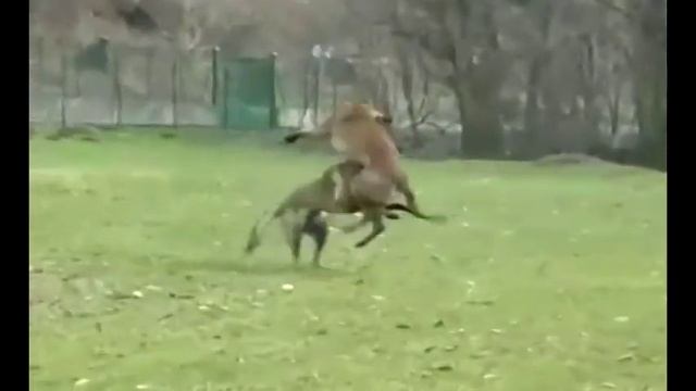 Бельгийская овчарка, Малинуа, (Malinois compilation) 比利时牧羊犬 смотреть онлайн