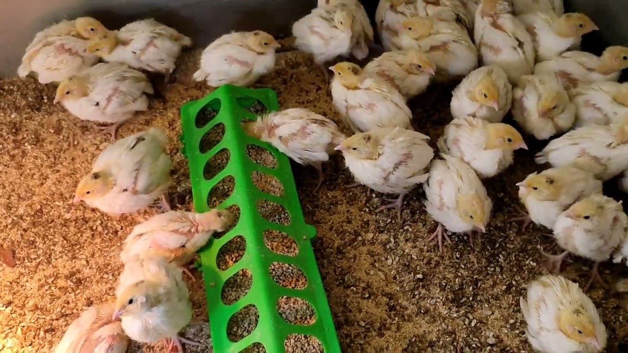 Перепел Дмитриевский 10 дней Делюсь информацией по содержанию перепелов смотреть онлайн