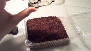 Новый питомец - ПАЛОЧНИК. Уход и содержание. Влог + обустройство инсектарий.