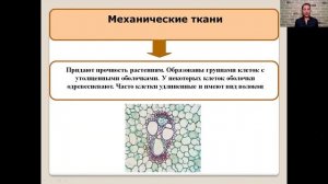 Растительные ткани   5 класс