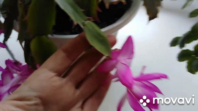 Декабрист или шлюмбергера?