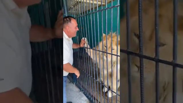 С Днём Рождения Симба! #симбаживи смотреть онлайн