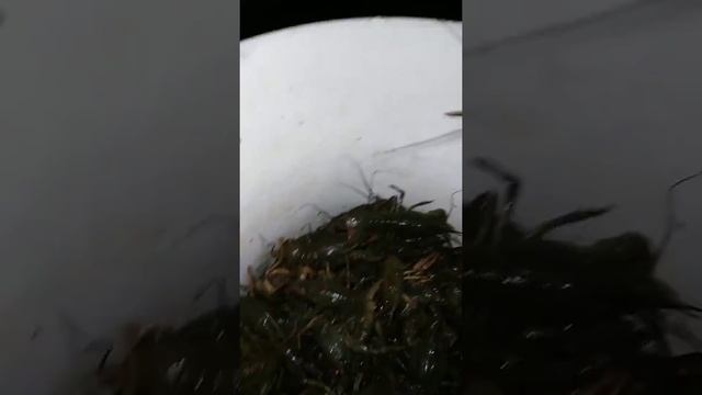 Подводная охота за раками. В итоге 154 раков смотреть онлайн