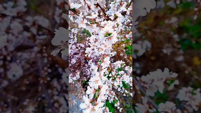 САКУРА (войлочная вишня Томентоза) смотреть онлайн