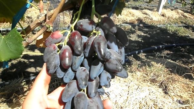 Виноград Ромео 2019 смотреть онлайн