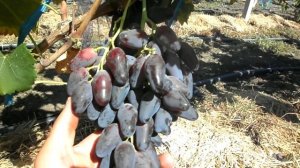 Виноград Ромео 2019