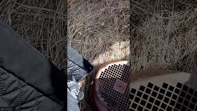 Почему у ящерицы отваливается хвост смотреть онлайн