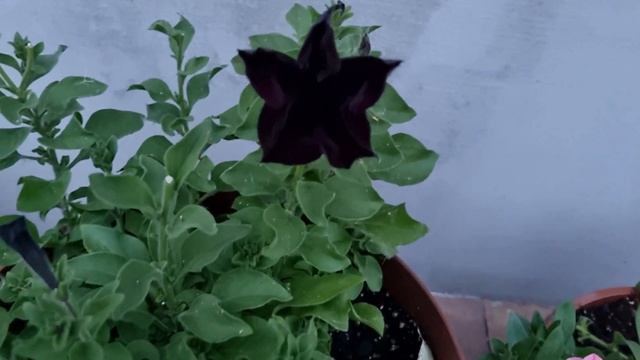 Почему не растет петуния? / Мои петунии 2022 смотреть онлайн