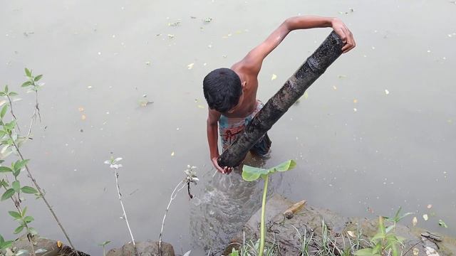 Take a look at the amount of fish inside the betel tree. смотреть онлайн