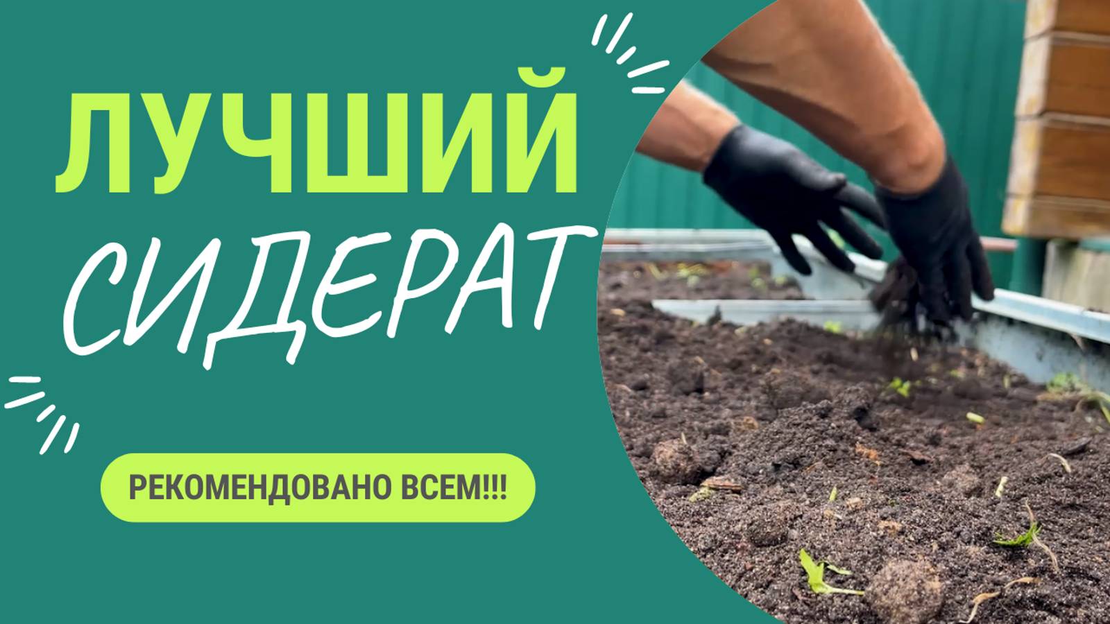 Супер сидерат - который заменяет навоз 👍 РЕКОМЕНДОВАНО ВСЕМ смотреть онлайн
