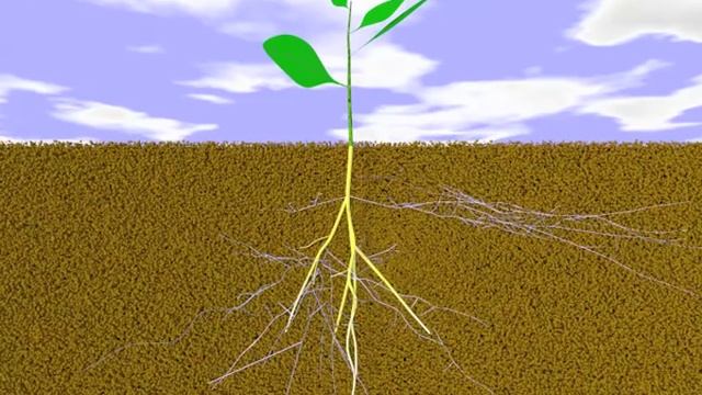 Mycorrhiza I – Mycorrhiza and the Environment смотреть онлайн