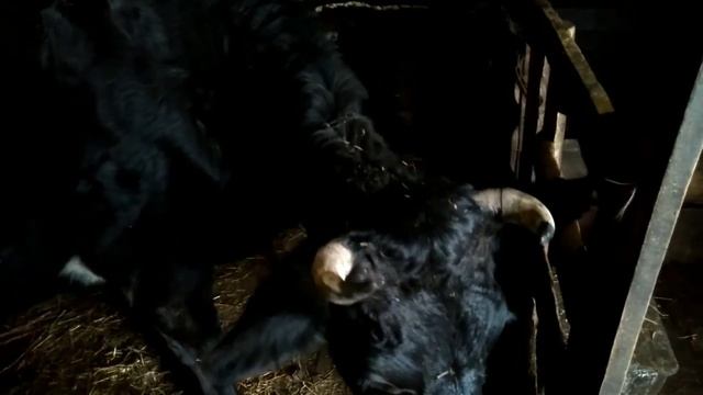 КАК УЗНАТЬ КОГДА ОТЕЛ У КОРОВЫ, ПРИЗНАКИ ОТЕЛА смотреть онлайн