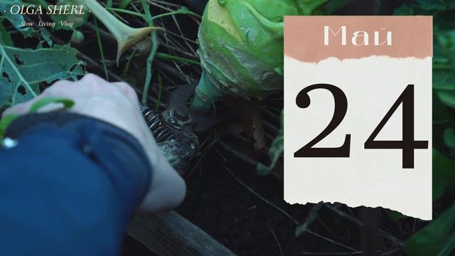 КАПУСТА: лунный посевной календарь МАЙ 2023! Когда сеять брокколи, кольраби, цветную и пекинскую? смотреть онлайн