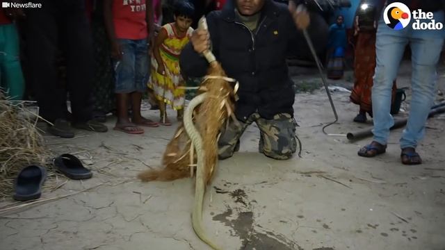 Little Cobra Gets Sips Of Water From A Sprite Bottle During His Rescue | The Dodo смотреть онлайн