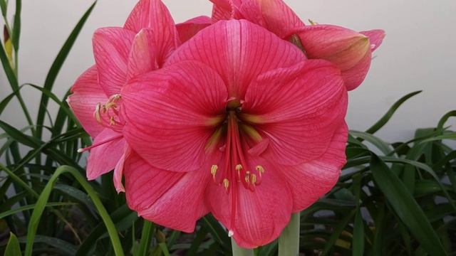 Amaryllis - Hercules | Hippeastrum смотреть онлайн