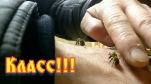 Апитерапия. Пчелоужаливание!