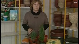 Как содержать хвойные растения в комнатных условиях.