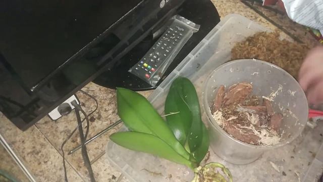 Орхидеия Мики krown посадка смотреть онлайн