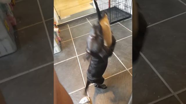 TUGWORK SHAKE PATTERDALE TERRIER PUP IMPRESSIONS DOG CUTE 20190916 100039 смотреть онлайн