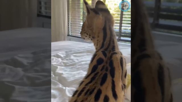 Funny Animals Videos ? - Funniest Cats and Dogs ?? 167 смотреть онлайн