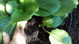 Бадан. Выращиваем бадан .