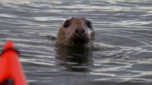 Sea Kayaking Northumberland - Coquet Island Seals смотреть онлайн