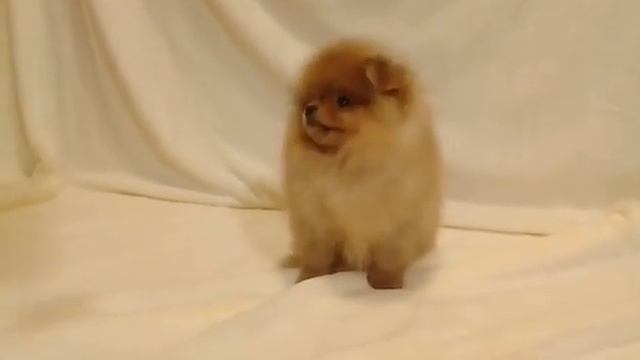 Видео щенок3 смотреть онлайн
