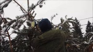 Александр Петров. Удаление верхушки и сильная обрезка сосны