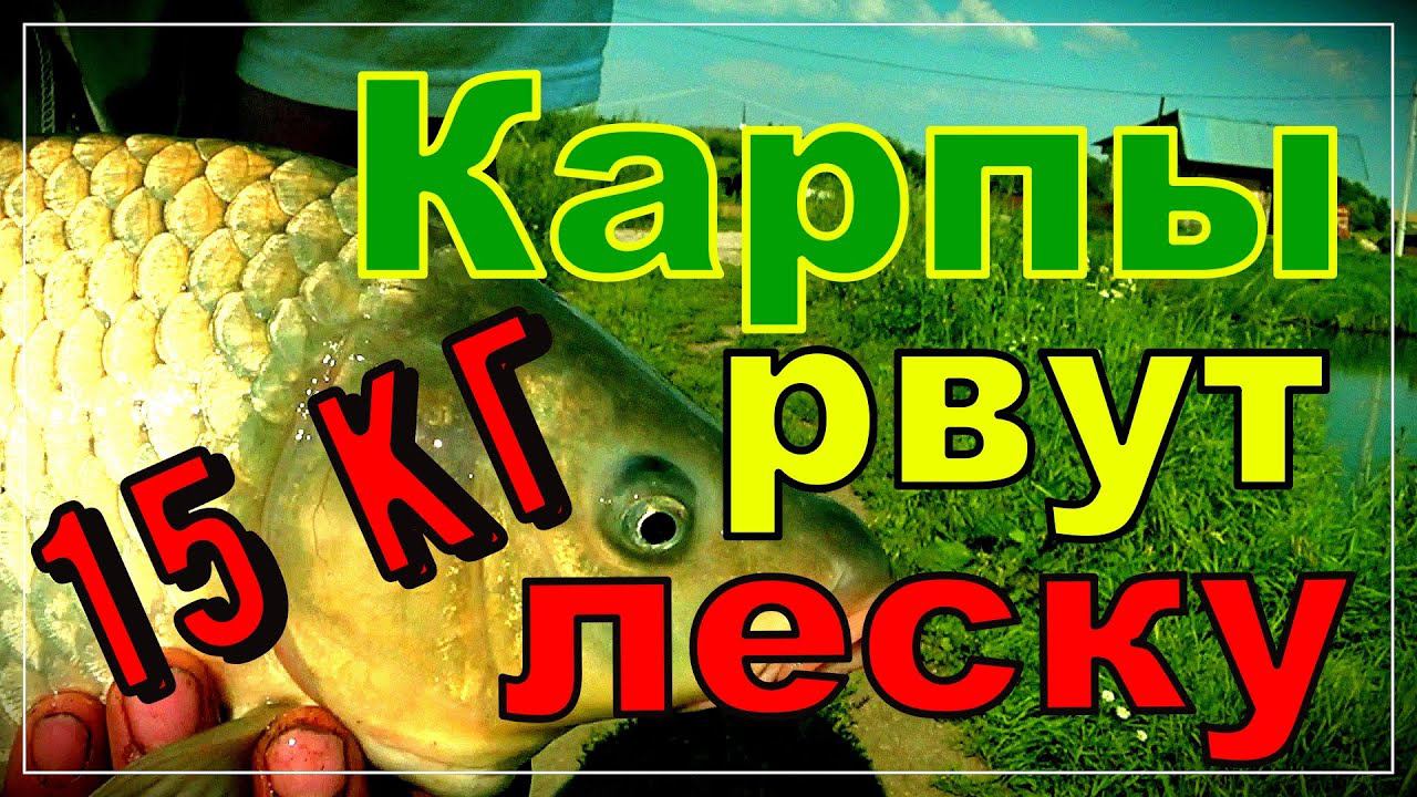 Рыбалка на карпа. Карп рвет леску смотреть онлайн