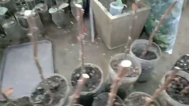 Paano mag parami ng bougainvillea ebat ebang barayti смотреть онлайн