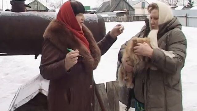 Собаку прививают от бешенства