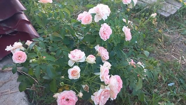 Розы + трипсы и жара. Кто справляется, а кто нет смотреть онлайн