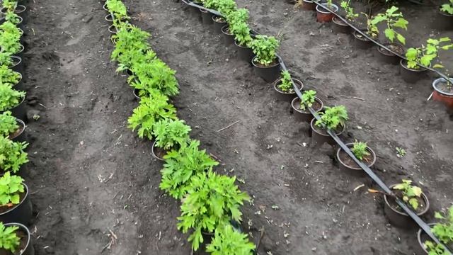 Удобрения для хризантем с весны до осени   Как и чем кормить ?