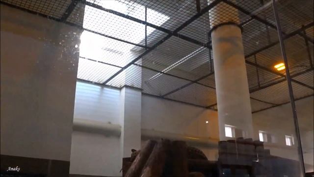 Таких животных вы ещё не видели. Китайский зоопарк. смотреть онлайн