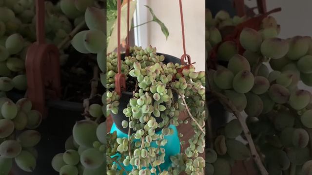 Suculenta pendente? Cotyledon pendens ?? смотреть онлайн