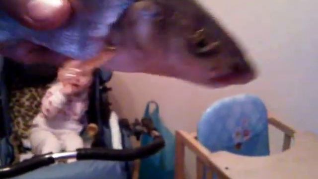 прикол с красноперкой.mp4 смотреть онлайн