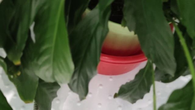 Женское счастье вянет, спасение спатифиллума смотреть онлайн