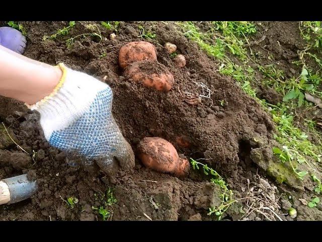 Копаем картошку Ёлки палки! mp4 смотреть онлайн