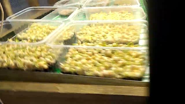 Первые посадки микрозелени смотреть онлайн