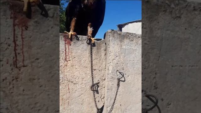 Самый большой Орёл в Таджикистане. Охотник смотреть онлайн