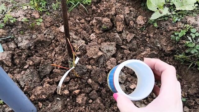 Как укрыть саженец винограда первого года на зиму смотреть онлайн