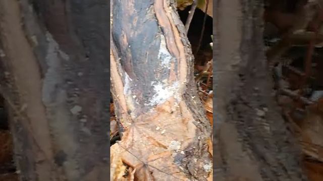 КОРНИ ДЕРЕВА ВСКРЫЛИ МОГИЛУ смотреть онлайн