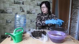 Гортензия. Купили рано? Сажаем!