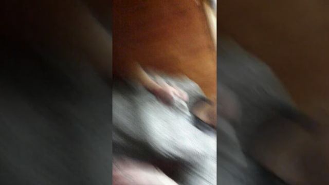 Территория Военного городка 17 (№ 1) г. Новосибирск под управлением ОАО Славянка МОРФ. смотреть онлайн