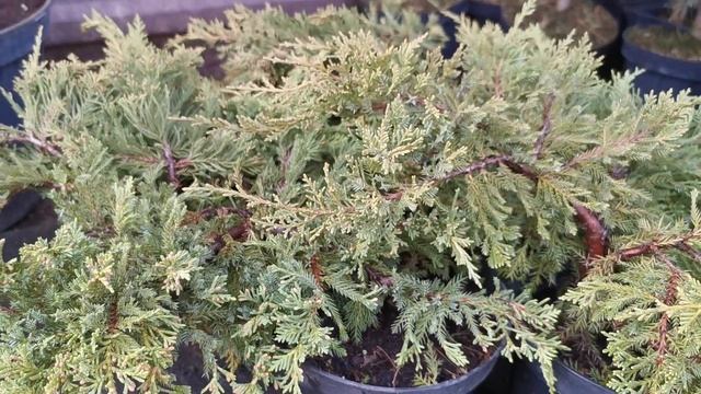 Можжевельник средний Голд Стар (Gold star) смотреть онлайн