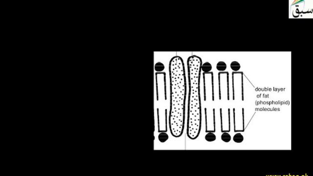Cell Membrane and Cytoplasmic Matrix, Biology Lecture | Sabaq.pk смотреть онлайн