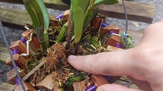 ORQUÍDEA COM PALHA PRETA! RESULTADO BULBO PODRE...EVITE ISSO JÁ..... смотреть онлайн
